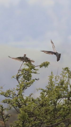 Fighting Cuckoos