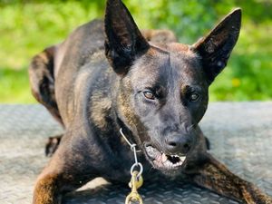 Supporting image for story: Police dog helps officers arrest man after 'high value theft' at Cannock designer outlet McArthurGlen