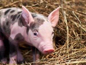 Supporting image for story: Scientists have created genetically modified pigs with 24% less fat