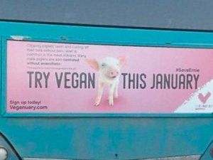 Supporting image for story: Vegans hit back in Shropshire bus advert row