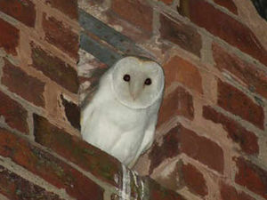 Supporting image for story: Owl star of Springwatch-style nest camera