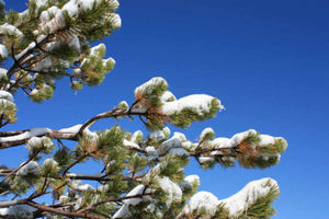 Supporting image for story: I'm serving up birthday cake after festive lunch