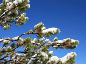 Supporting image for story: I'm serving up birthday cake after festive lunch