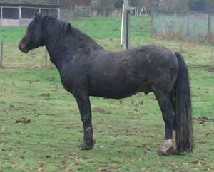The horse was stolen from near Welshpool. Photo: @DPPRural
