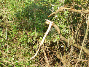 Supporting image for story: Villagers aghast after council 'desecrates' ancient hedge