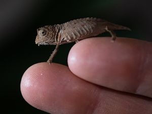 Supporting image for story: Pygmy chameleons hatch at Chester Zoo - with VIDEO