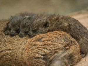Supporting image for story: Rock Hyrax triplets born at Chester Zoo