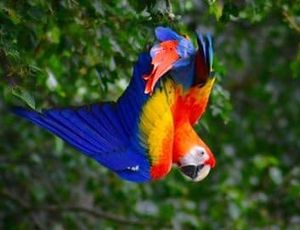 One of the macaws. Photo: WILD Zoological Park
