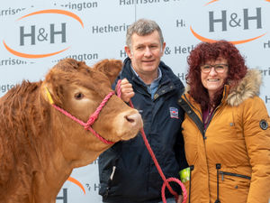 Supporting image for story: Holy cow!: Record-breaking Shropshire heifer sells for £260,000