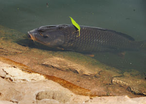 Fish spotted in the water