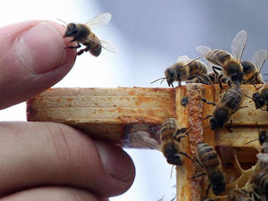 Supporting image for story: Letter: Growing the right plants is the best way to halt bee decline