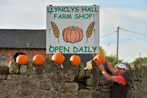 Pumpkins line the farm wall next to the A483 between Oswestry and Llanymynech