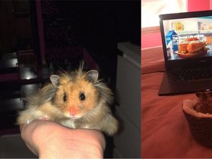 Supporting image for story: This hamster is the internet celebrity and loyal companion we all need