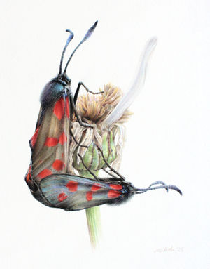 Realistic coloured pencil drawing by Miranda Whitten-Walker depicting a pair of six-spot burnet moths mating on the withering flower of an oxeye daisy, with a single petal reamining. The title of the artwork is 'He Loves Me' and refers to the old game He loves me, he loves me not, traditionally played by plucking the petals of a daisy
