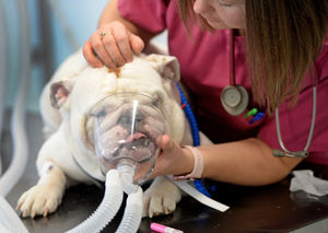 A dog receives oxygen before an operation