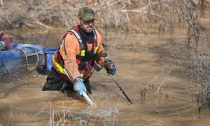 Low‑voltage equipment is used to gently stun the fish for safe collection