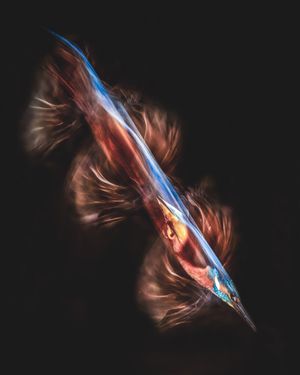 Jonny Mo's award winning Kingfisher shot