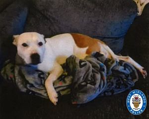 Staffy Marcella hopes to go up for adoption soon