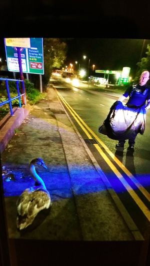 Police attempt to capture the swan.