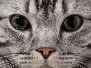 Supporting image for story: Confused about the US gun debate? This video uses cats to show one side of the argument