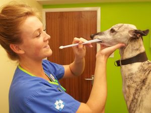 Supporting image for story: Wolverhampton vet – the one thing cat and dog owners should be doing every single day 