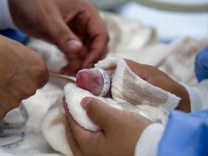Supporting image for story: Second set of giant panda cubs arrives at Berlin Zoo