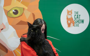 The Cat Show Live returns to the NEC Birmingham