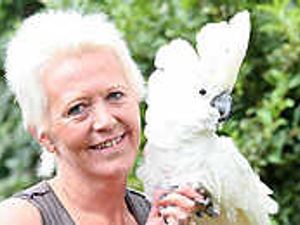 Supporting image for story: Every parrot needs a perch