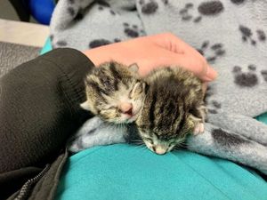 Supporting image for story