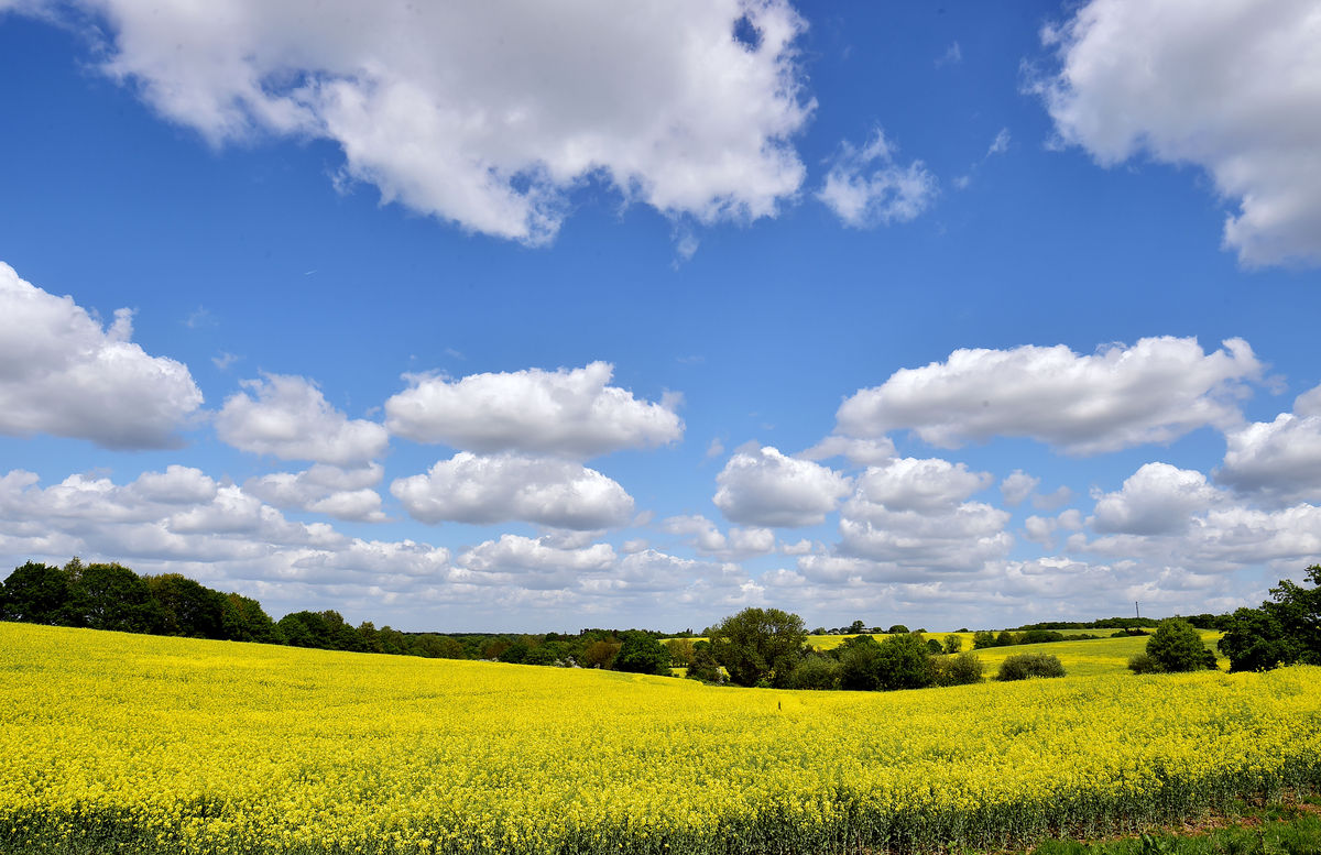 Poor harvest to cost arable farmers more than &pound;800m in revenue, analysis finds