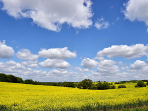 Supporting image for story: Poor harvest to cost arable farmers more than £800m in revenue, analysis finds
