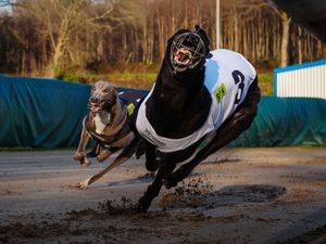 Supporting image for story: Wales’ last greyhound track under threat after government proposes racing ban