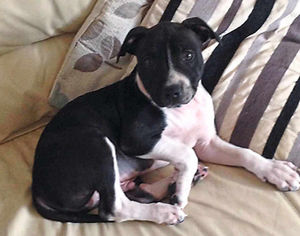 Rocky, the dog, who died in the blaze