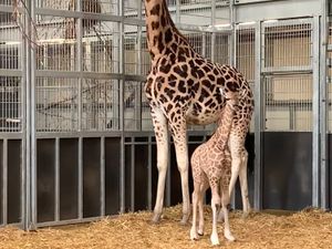 Supporting image for story: WATCH: Second baby giraffe born at West Midland Safari Park six-weeks after his brother