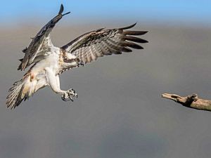 Supporting image for story: Dyfi Osprey Project: Look who’s back – it's Monty!
