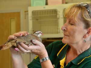 Supporting image for story: Much Wenlock's Cuan Wildlife Rescue experiences busiest ever month