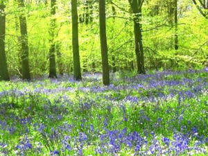Supporting image for story: Tickets available for charity walk through bluebell wood with Shakespeare links