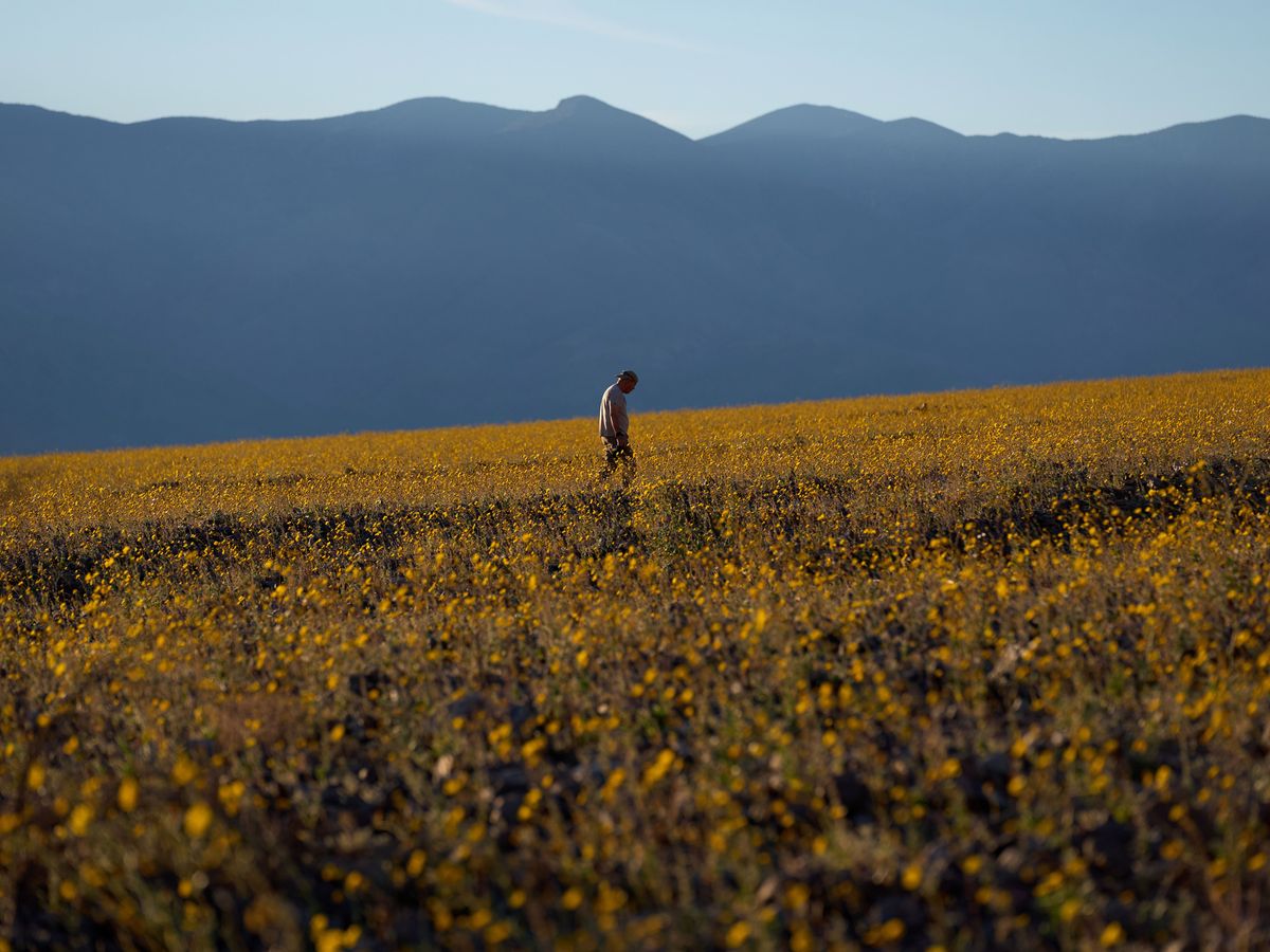 Death Valley superbloom brings once-in-a-decade blossoming of wildflowers