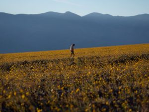 Supporting image for story: Death Valley superbloom brings once-in-a-decade blossoming of wildflowers