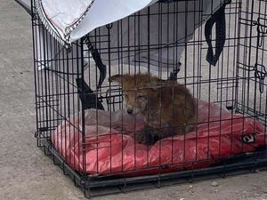 Supporting image for story: Fox cubs saved thanks to quick thinking of workers