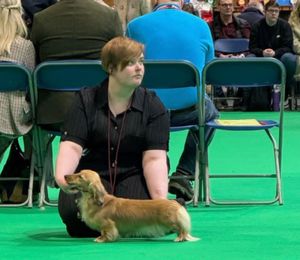 Aimee and her pups missed out last year after her two-year-old dachshund Bree gave birth to a litter of puppies on the day of Crufts