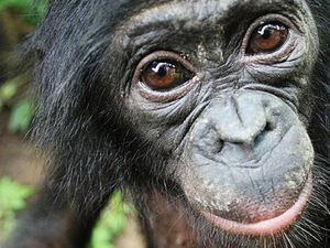 Supporting image for story: Bonobos go out of their way to help strangers without being asked, research shows