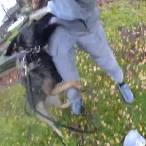 The image shows the moment PD Bear catches up with the wanted man. Photo: West Midlands Police Dog Unit