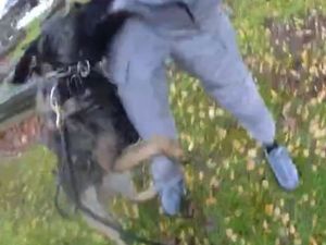 Supporting image for story: Dramatic moment wanted man attempted to escape arrest only to be caught by Dudley police dog