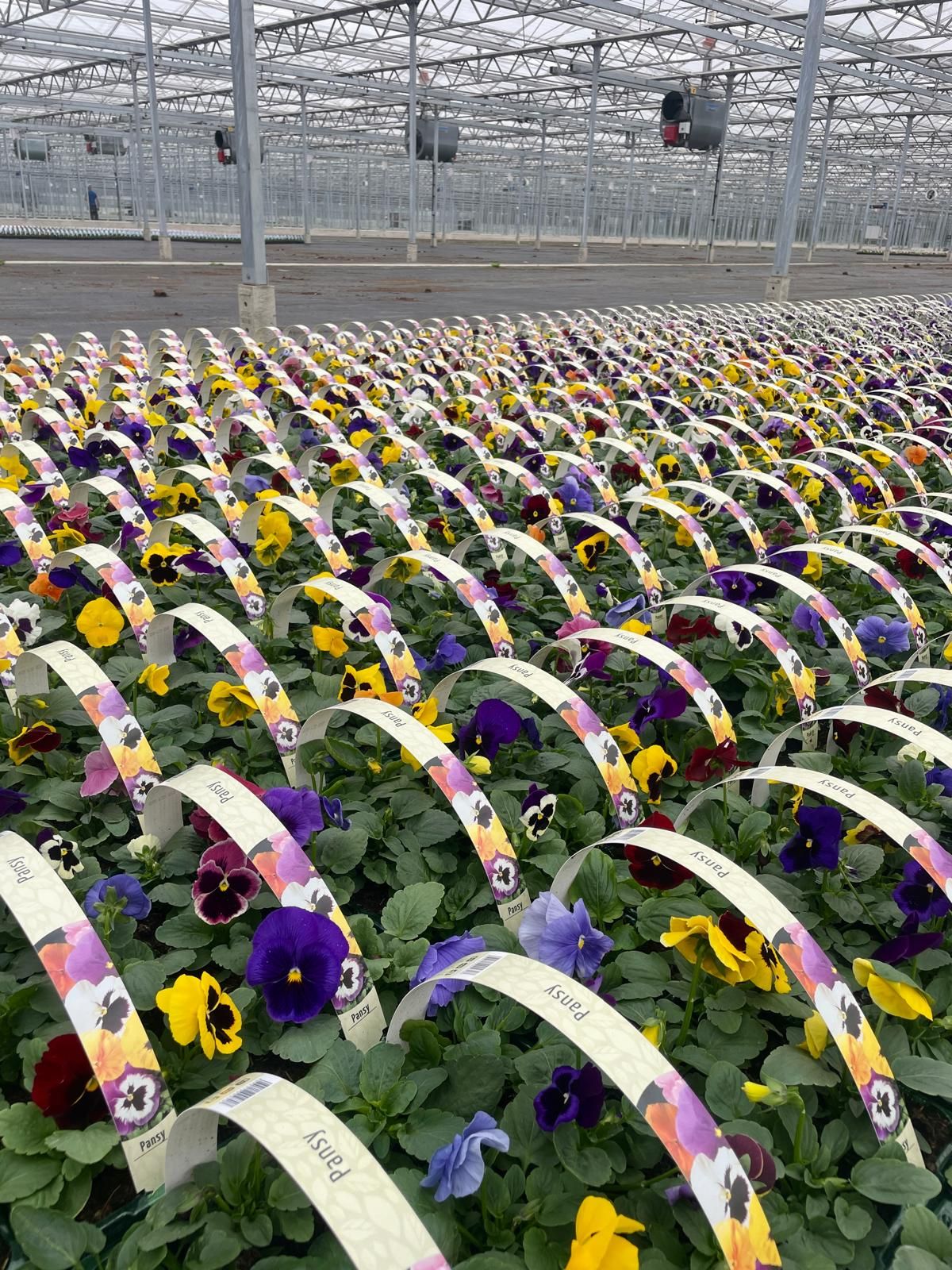Aldi launches search for Shropshires best community allotment