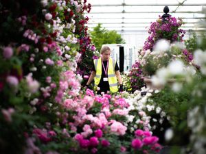 Supporting image for story: Chelsea Flower Show returns with a focus on climate, nature – and a love of dogs