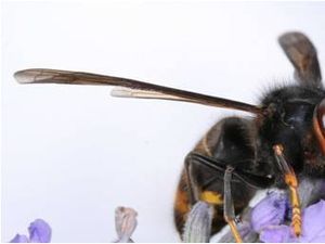 Supporting image for story: Mark Andrews: Duck and cover! The hornets are heading your way...