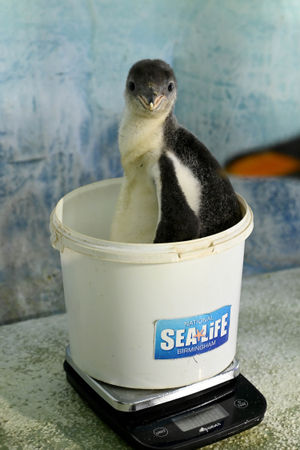 Flash the penguin chick a few days old at the National Sea Life Centre