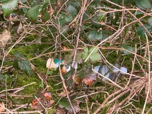 Litter left at Hafren Forest.