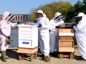 Supporting image for story: Park award is the bee’s knees